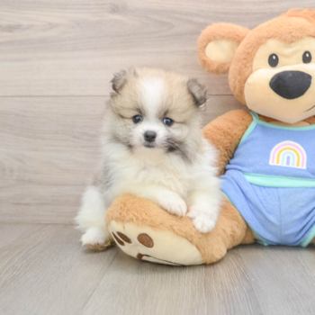 Pomeranian Pup Being Cute