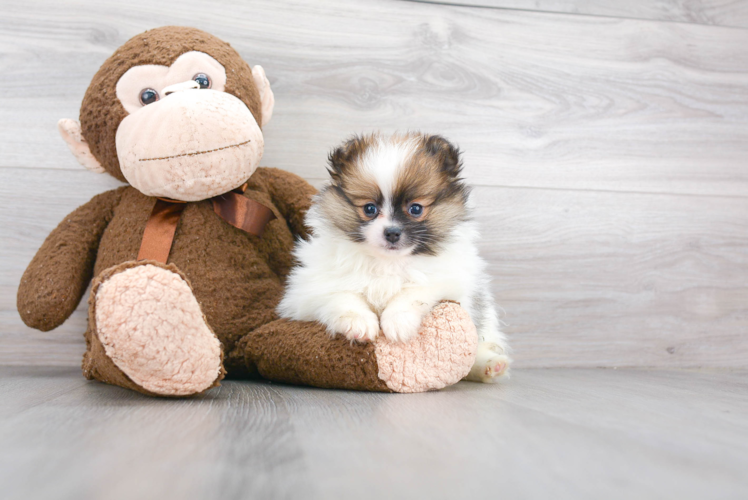 Happy Pomeranian Purebred Puppy