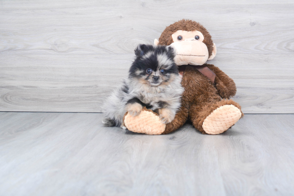 Energetic Pomeranian Purebred Puppy