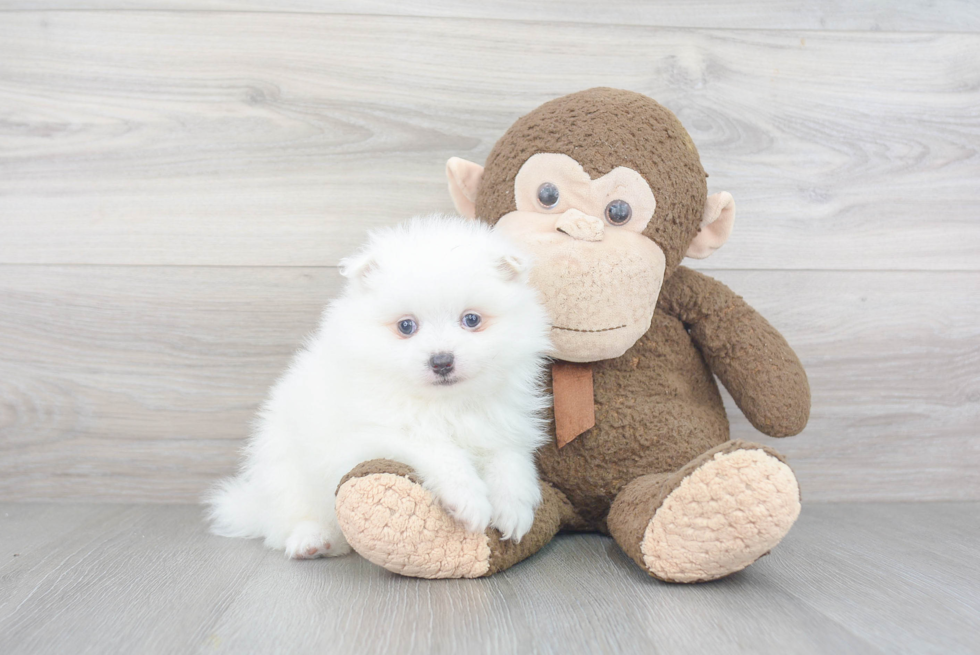 Adorable Pomeranian Purebred Puppy