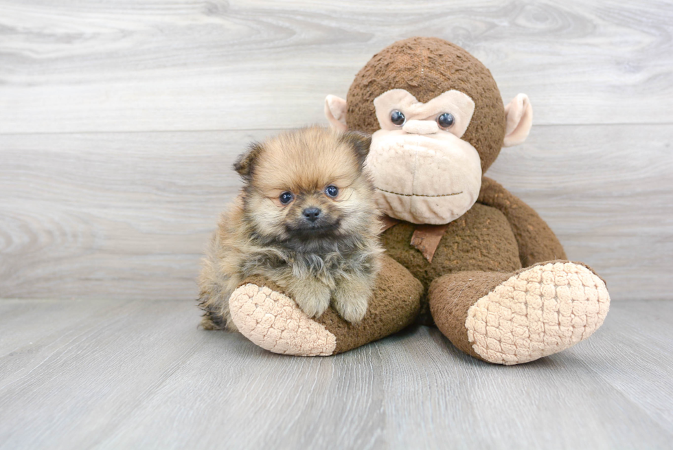 Petite Pomeranian Purebred Puppy