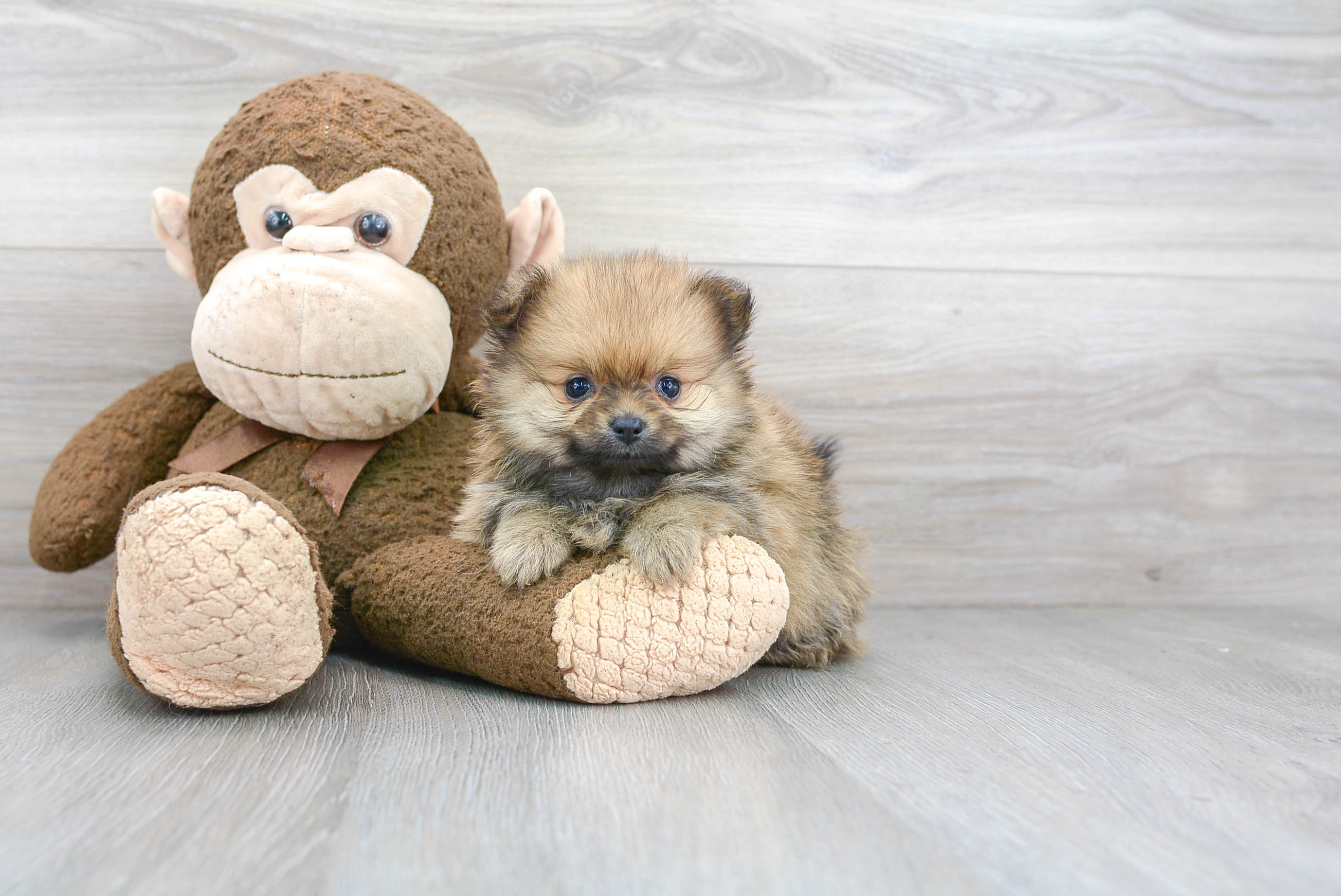Cute Pomeranian Purebred Puppy