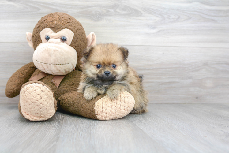 Cute Pomeranian Purebred Puppy