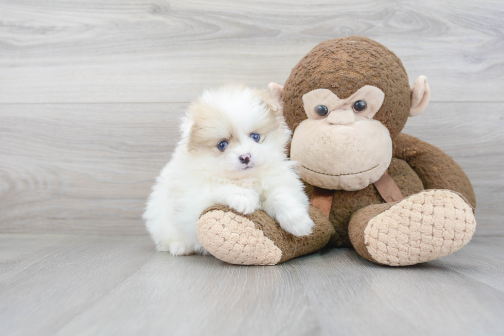 Fluffy Pomeranian Purebred Puppy