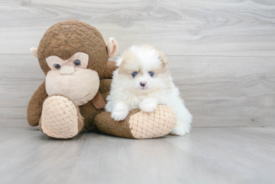 Happy Pomeranian Purebred Puppy