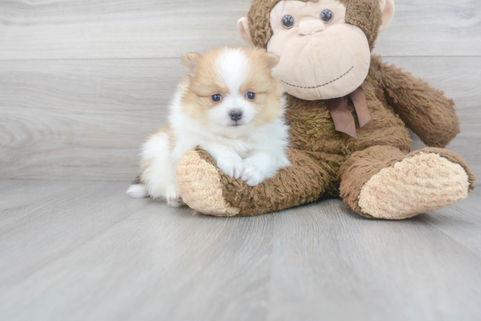 Energetic Pomeranian Purebred Puppy