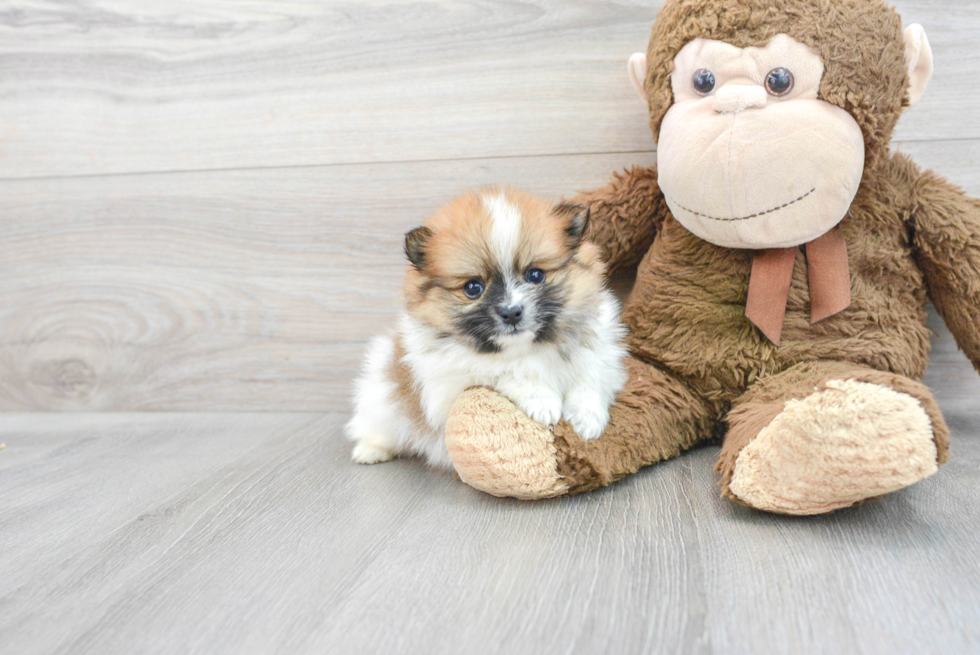 Popular Pomeranian Purebred Pup