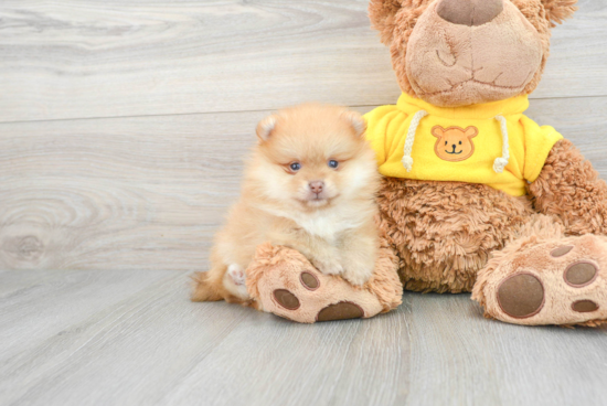 Pomeranian Pup Being Cute