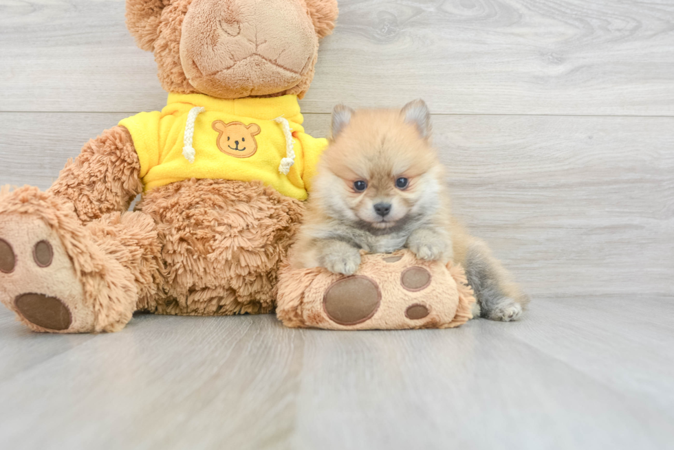 Pomeranian Pup Being Cute