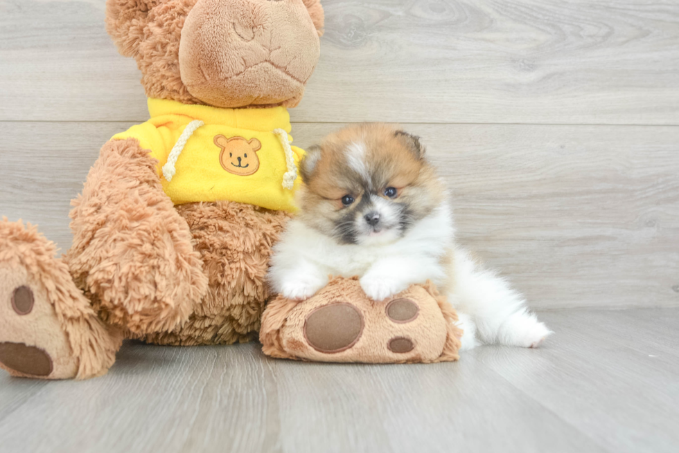 Pomeranian Puppy for Adoption