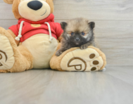 7 week old Pomeranian Puppy For Sale - Premier Pups