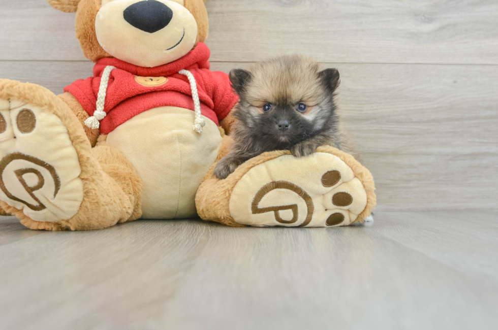 8 week old Pomeranian Puppy For Sale - Premier Pups