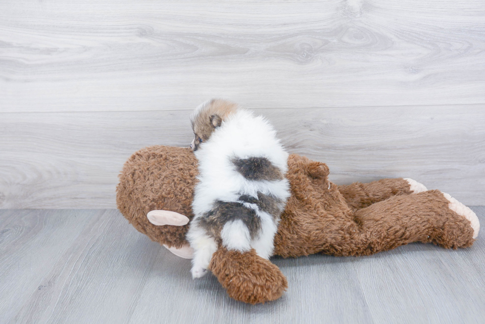 Petite Pomeranian Purebred Puppy