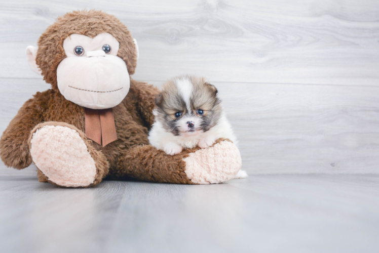 Happy Pomeranian Purebred Puppy