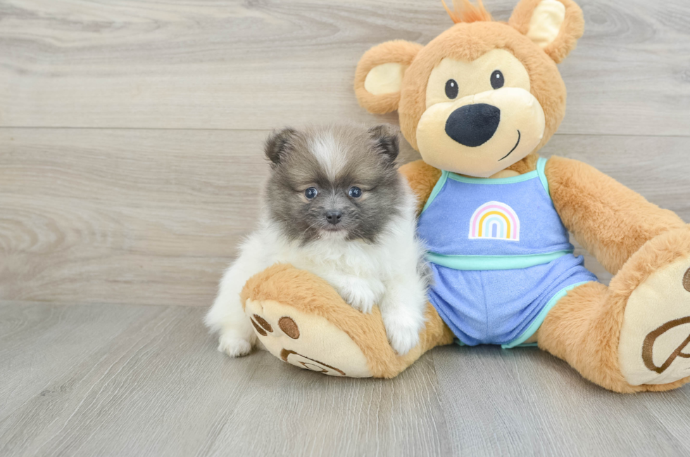 6 week old Pomeranian Puppy For Sale - Premier Pups