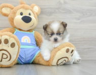 6 week old Pomeranian Puppy For Sale - Premier Pups