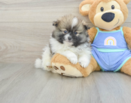 8 week old Pomeranian Puppy For Sale - Premier Pups