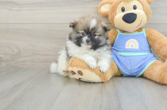 Pomeranian Pup Being Cute
