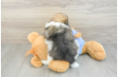 Pomeranian Puppy for Adoption