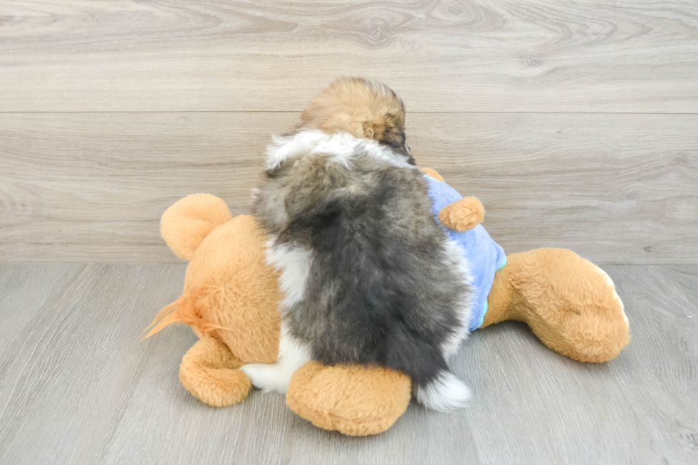Pomeranian Puppy for Adoption