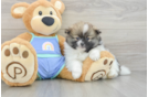 Akc Registered Pomeranian Baby
