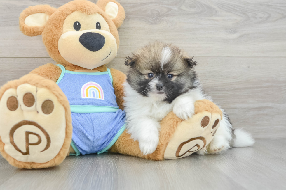 Akc Registered Pomeranian Baby