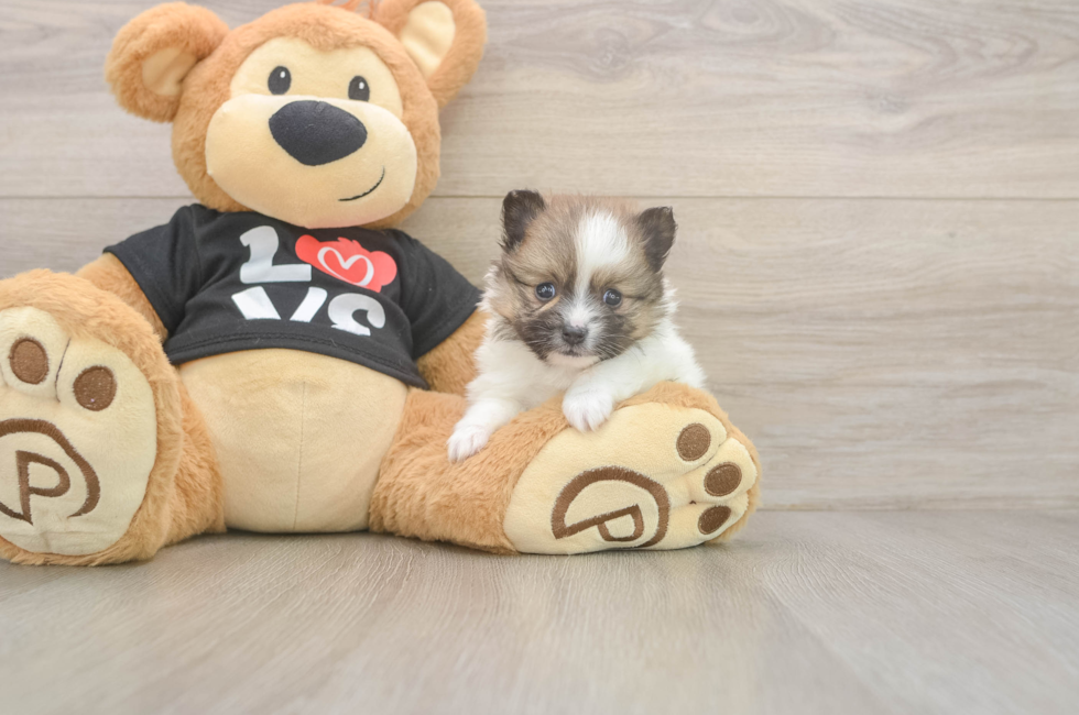 5 week old Pomeranian Puppy For Sale - Premier Pups