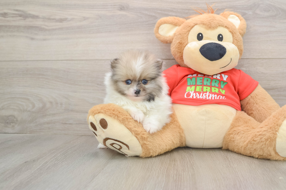 Pomeranian Pup Being Cute