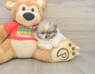 8 week old Pomeranian Puppy For Sale - Premier Pups