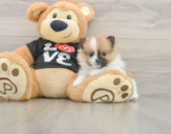 7 week old Pomeranian Puppy For Sale - Premier Pups