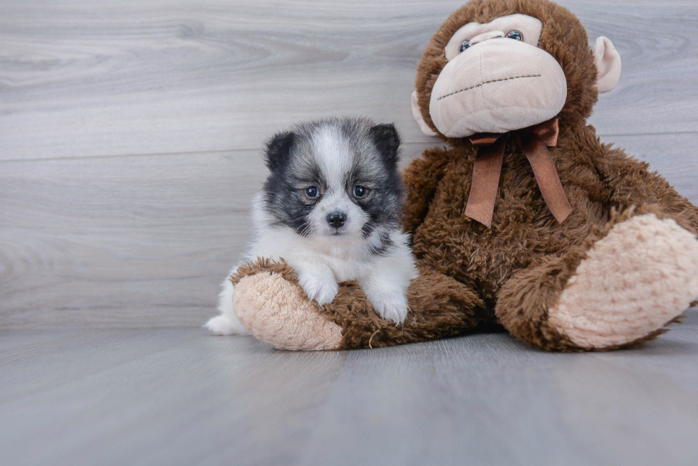 Pomeranian Pup Being Cute