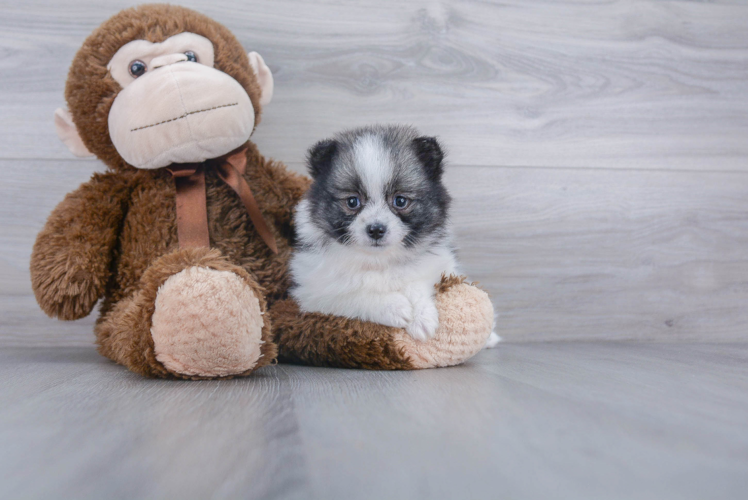 Friendly Pomeranian Baby