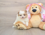 8 week old Pomeranian Puppy For Sale - Premier Pups
