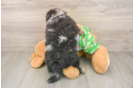 Cute Loulou Purebred Puppy