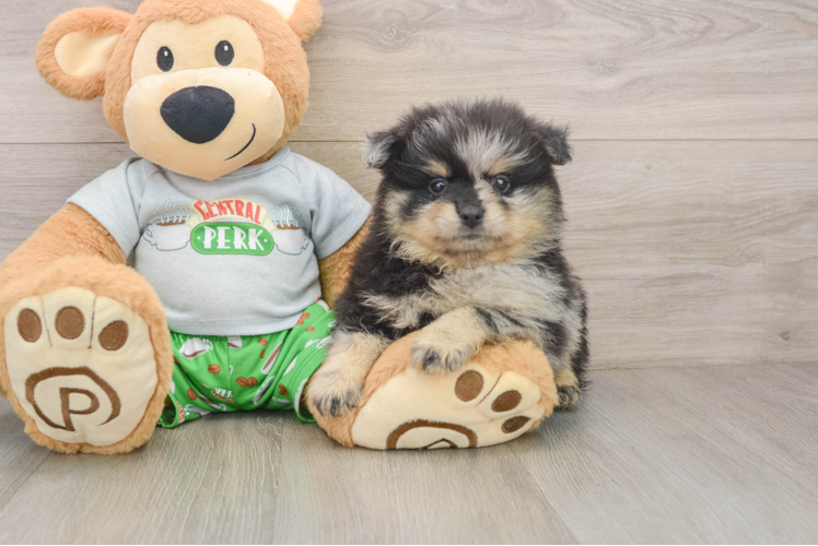 Funny Pomeranian Purebred Pup