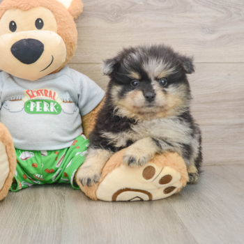 Funny Pomeranian Purebred Pup