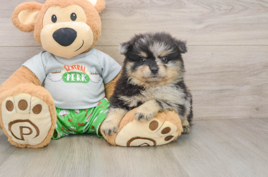 Funny Pomeranian Purebred Pup