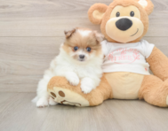 7 week old Pomeranian Puppy For Sale - Premier Pups
