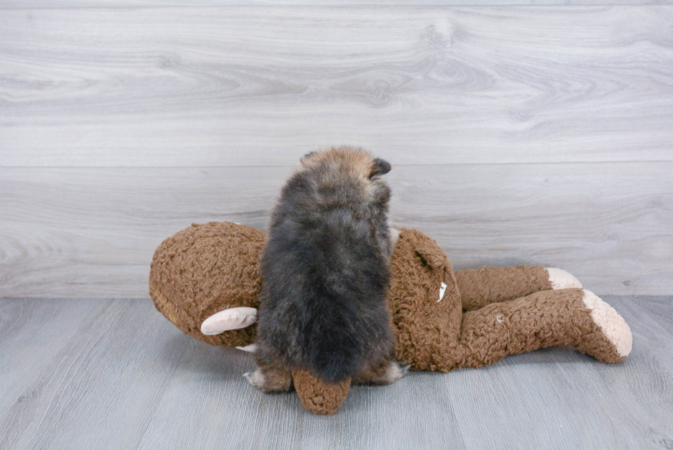 Sweet Pomeranian Purebred Puppy