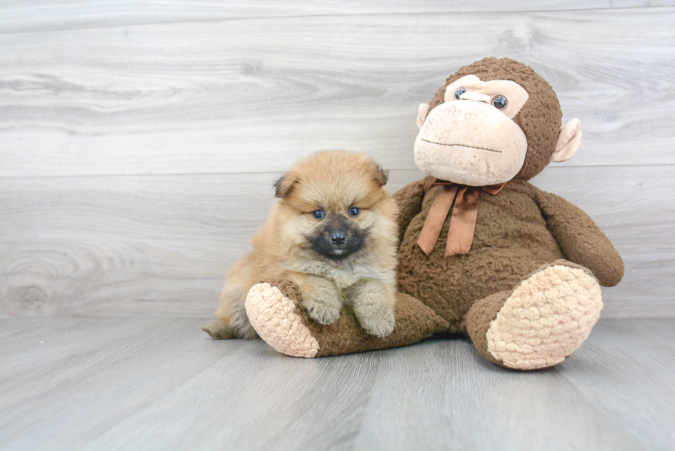 Fluffy Pomeranian Purebred Puppy