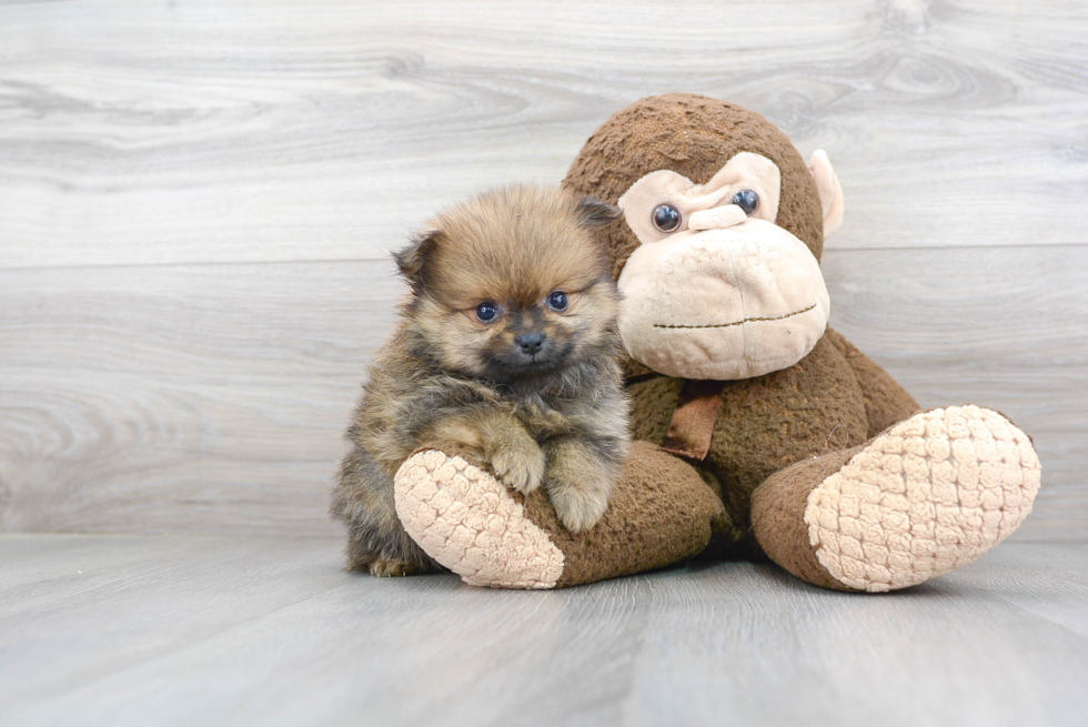 Fluffy Pomeranian Purebred Puppy