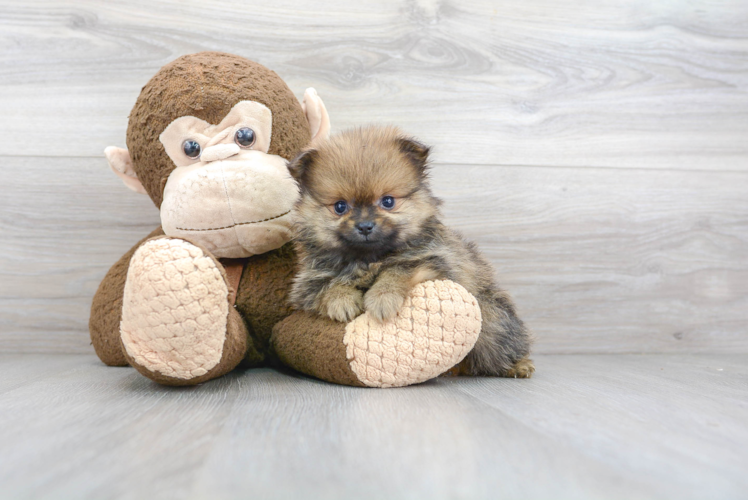 Little Pomeranian Baby