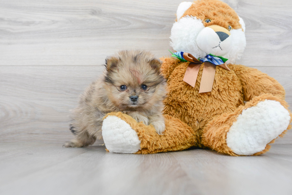 Friendly Pomeranian Baby