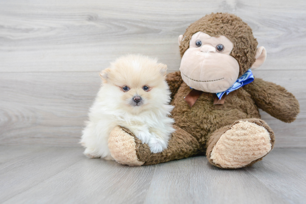 Cute Pomeranian Purebred Puppy