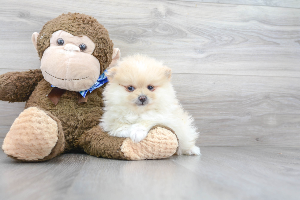 Playful Pomeranian Baby