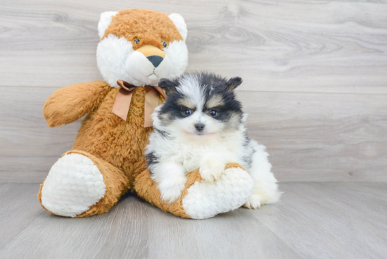 Happy Pomeranian Purebred Puppy