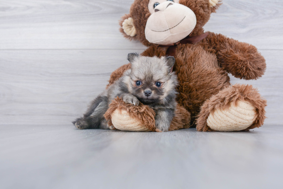 Smart Pomeranian Purebred Puppy