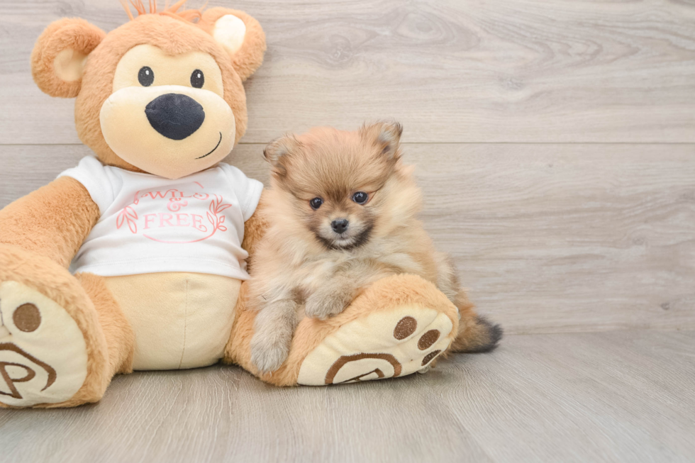 Hypoallergenic Pomeranian Baby