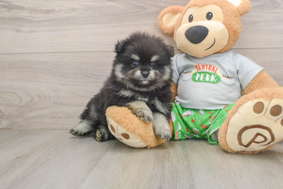 Funny Pomeranian Purebred Pup