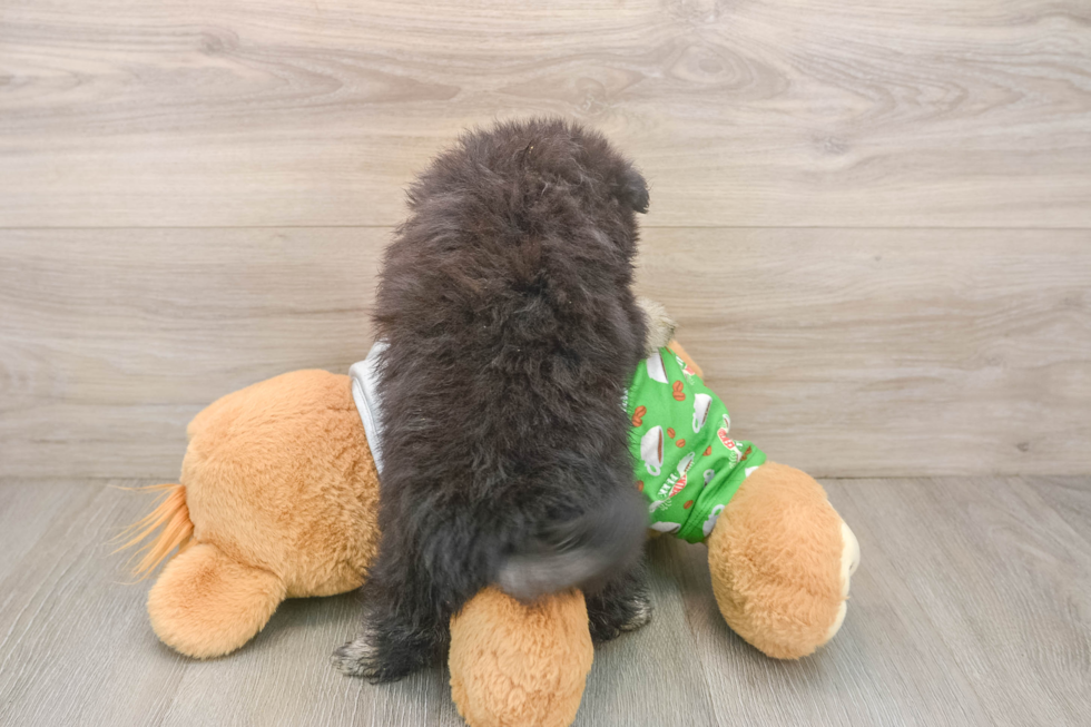 Petite Pom Pom Purebred Puppy